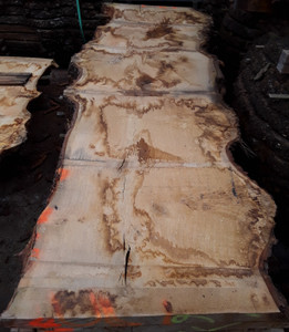 HARDWOOD TIMBER AIR DRIED PIPPY / BURR WANEY EDGE / LIVE EDGE ENGLISH OAK SLAB / TABLE TOP HARDWOOD TIMBER AIR DRIED PIPPY / BURR WANEY EDGE / LIVE EDGE ENGLISH OAK SLAB / TABLE TOP