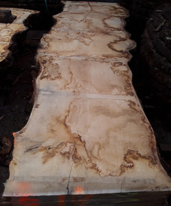 HARDWOOD TIMBER SAWN DRIED PIPPY / BURR WANEY EDGE / LIVE EDGE ENGLISH OAK SLAB / TABLE TOP HARDWOOD TIMBER SAWN DRIED PIPPY / BURR WANEY EDGE / LIVE EDGE ENGLISH OAK SLAB / TABLE TOP