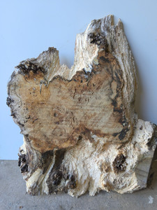 Hardwood Timber Air Dried Sawn English Burr Oak Board Offcut