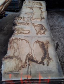 HARDWOOD SAWN AIR DRIED TIMBER WANEY EDGE / LIVE EDGE ENGLISH BURR OAK SLAB / TABLE TOP