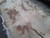 HARDWOOD TIMBER AIR DRIED SAWN WANEY EDGE / LIVE EDGE PIPPY ENGLISH OAK SLAB / TABLE TOP HARDWOOD TIMBER AIR DRIED SAWN WANEY EDGE / LIVE EDGE PIPPY ENGLISH OAK SLAB / TABLE TOP