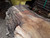HARDWOOD WANEY EDGE / LIVE EDGE TIMBER BURR / PIPPY ENGLISH OAK SLAB / TABLE TOP HARDWOOD WANEY EDGE / LIVE EDGE TIMBER BURR / PIPPY ENGLISH OAK SLAB / TABLE TOP
