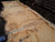 HARDWOOD AIR DRIED SAWN WANEY EDGE / LIVE EDGE TIMBER BURR / PIPPY ENGLISH OAK SLAB / TABLE TOP