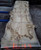 HARDWOOD AIR DRIED TIMBER WANEY EDGE / LIVE EDGE ENGLISH BURR OAK SLAB / TABLE TOP