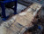 HARDWOOD SAWN AIR DRIED WANEY EDGE / LIVE EDGE ENGLISH BURR OAK SLAB / TABLE TOP