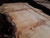 HARDWOOD TIMBER SAWN AIR DRIED PIPPY / BURR WANEY EDGE / LIVE EDGE ENGLISH OAK SLAB / TABLE TOP