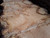 HARDWOOD TIMBER SAWN DRIED PIPPY / BURR WANEY EDGE / LIVE EDGE ENGLISH OAK SLAB / TABLE TOP