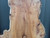 AIR DRIED SAWN CHARACTER WANEY EDGE / LIVE EDGE PIPPY YEW BOARD / PLANK OFFCUT