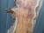 AIR DRIED SAWN TIMBER WANEY EDGE / LIVE EDGE PIPPY YEW BOARD / PLANK OFFCUT