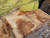 HARDWOOD DRIED SAWN WANEY EDGE / LIVE EDGE TIMBER ENGLISH PIPPY OAK SLAB / TABLE TOP HARDWOOD DRIED SAWN WANEY EDGE / LIVE EDGE TIMBER ENGLISH PIPPY OAK SLAB / TABLE TOP