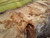 HARDWOOD DRIED SAWN WANEY EDGE / LIVE EDGE TIMBER ENGLISH PIPPY OAK SLAB / TABLE TOP HARDWOOD DRIED SAWN WANEY EDGE / LIVE EDGE TIMBER ENGLISH PIPPY OAK SLAB / TABLE TOP