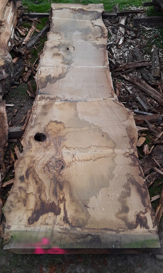 HARDWOOD AIR DRIED TIMBER SAWN WANEY EDGE / LIVE EDGE ENGLISH CHESTNUT SLAB / TABLE TOP