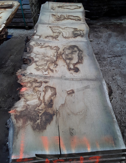 HARDWOOD AIR DRIED TIMBER SAWN WANEY EDGE / LIVE EDGE ENGLISH BURR OAK SLAB / TABLE TOP