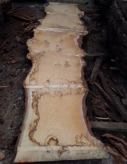 HARDWOOD SAWN TIMBER  DRIED PIPPY / BURR WANEY EDGE / LIVE EDGE ENGLISH OAK SLAB / TABLE TOP