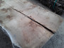 HARDWOOD TIMBER AIR DRIED SAWN WANEY EDGE / LIVE EDGE PIPPY ENGLISH OAK SLAB / TABLE TOP