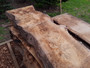 HARDWOOD TIMBER AIR DRIED SAWN WANEY EDGE / LIVE EDGE ENGLISH PIPPY OAK SLAB / BOARD