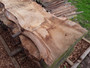 HARDWOOD TIMBER AIR DRIED SAWN WANEY EDGE / LIVE EDGE ENGLISH PIPPY OAK SLAB / BOARD