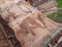 HARDWOOD TIMBER AIR DRIED WANEY EDGE / LIVE EDGE ENGLISH PIPPY OAK SLAB / BOARD