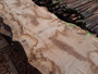 HARDWOOD TIMBER SAWN AIR DRIED WANEY EDGE / LIVE EDGE ENGLISH PIPPY OAK SLAB / BOARD