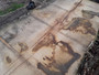 HARDWOOD SAWN AIR DRIED TIMBER WANEY EDGE / LIVE EDGE ENGLISH CHESTNUT SLAB / TABLE TOP
