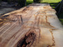 HARDWOOD SAWN DRIED TIMBER WANEY EDGE / LIVE EDGE ENGLISH CHESTNUT SLAB / TABLE TOP