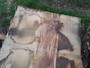 HARDWOOD SAWN DRIED WANEY EDGE / LIVE EDGE ENGLISH CHESTNUT SLAB / TABLE TOP