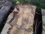 HARDWOOD TIMBER SAWN DRIED WANEY EDGE / LIVE EDGE ENGLISH CHESTNUT SLAB / TABLE TOP