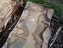 HARDWOOD AIR DRIED WANEY EDGE / LIVE EDGE ENGLISH CHESTNUT SLAB / TABLE TOP
