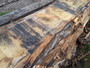 HARDWOOD AIR DRIED TIMBER SAWN WANEY EDGE / LIVE EDGE ENGLISH CHESTNUT SLAB / TABLE TOP