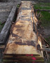 HARDWOOD AIR DRIED TIMBER SAWN WANEY EDGE / LIVE EDGE ENGLISH CHESTNUT SLAB / TABLE TOP