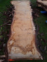HARDWOOD TIMBER WANEY EDGE / LIVE EDGE AIR DRIED BURR / PIPPY ENGLISH OAK SLAB / TABLE TOP