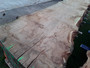 HARDWOOD DRIED WANEY EDGE / LIVE EDGE ENGLISH PIPPY BROWN OAK SLAB / TABLE TOP