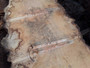 HARDWOOD SAWN AIR DRIED PIPPY / BURR WANEY EDGE / LIVE EDGE ENGLISH OAK SLAB / TABLE TOP