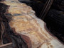 HARDWOOD SAWN TIMBER  DRIED PIPPY / BURR WANEY EDGE / LIVE EDGE ENGLISH OAK SLAB / TABLE TOP
