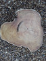 HARDWOOD TIMBER SAWN KILN DRIED WANEY EDGE / LIVE EDGE BURMESE TEAK LOG SLICE / COOKIE