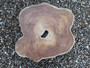 HARDWOOD KILN DRIED WANEY EDGE / LIVE EDGE TIMBER BURMESE TEAK LOG SLICE / COOKIE