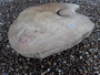 HARDWOOD SAWN KILN DRIED WANEY EDGE / LIVE EDGE TIMBER BURMESE TEAK LOG SLICE / COOKIE