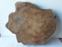 HARDWOOD KILN DRIED WANEY EDGE / LIVE EDGE BURMESE TEAK LOG SLICE / COOKIE