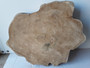 HARDWOOD KILN DRIED WANEY EDGE / LIVE EDGE BURMESE TEAK LOG SLICE / COOKIE
