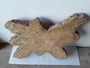 HARDWOOD KILN DRIED TIMBER SAWN WANEY EDGE / LIVE EDGE BURMESE TEAK LOG SLICE / COOKIE
