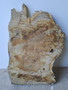 Hardwood Air Dried Sawn English Burr Oak Board Offcut