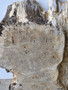 Hardwood Air Dried Sawn English Burr Oak Board Offcut