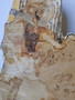 Hardwood Timber Air Dried Sawn English Burr Oak Board Offcut