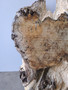 Hardwood Timber Air Dried Sawn English Burr Oak Board Offcut