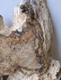 Hardwood Timber Air Dried Sawn English Burr Oak Board Offcut