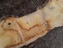 HARDWOOD AIR DRIED SAWN WANEY EDGE / LIVE EDGE TIMBER ENGLISH PIPPY OAK SLAB / TABLE TOP