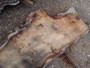 HARDWOOD AIR DRIED SAWN WANEY EDGE / LIVE EDGE TIMBER ENGLISH PIPPY OAK SLAB / TABLE TOP