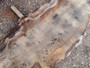 HARDWOOD AIR DRIED SAWN WANEY EDGE / LIVE EDGE TIMBER ENGLISH PIPPY OAK SLAB / TABLE TOP