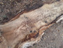 HARDWOOD AIR DRIED SAWN WANEY EDGE / LIVE EDGE TIMBER ENGLISH PIPPY OAK SLAB / TABLE TOP