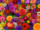 Blooming Every Daisy  500 Piece Jigsaw Puzzle